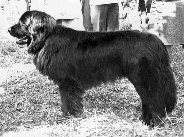 Фото: ньюфаундленд Dani Askrin (Дани Аскрин)