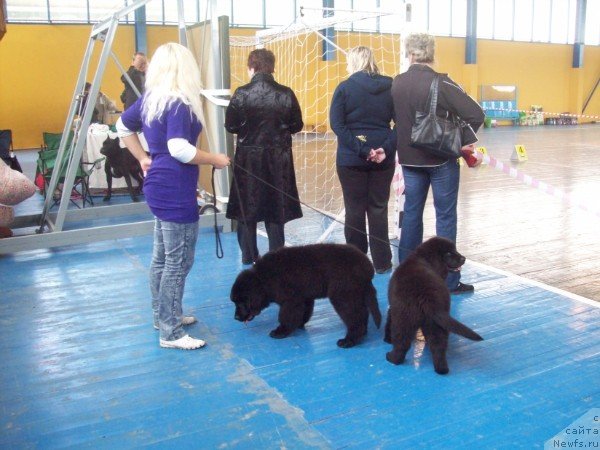 Фото: Anna Portnyakova (Анна Портнякова), ньюфаундленд CHudnaya Krasavica (Чудная Красавица), ньюфаундленд Cyiganskiy Kapriz (Цыганский Каприз)