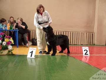 Фото: ньюфаундленд Sent Djons Zanna D'Ark (Сент Джонс Жанна Д'Арк)