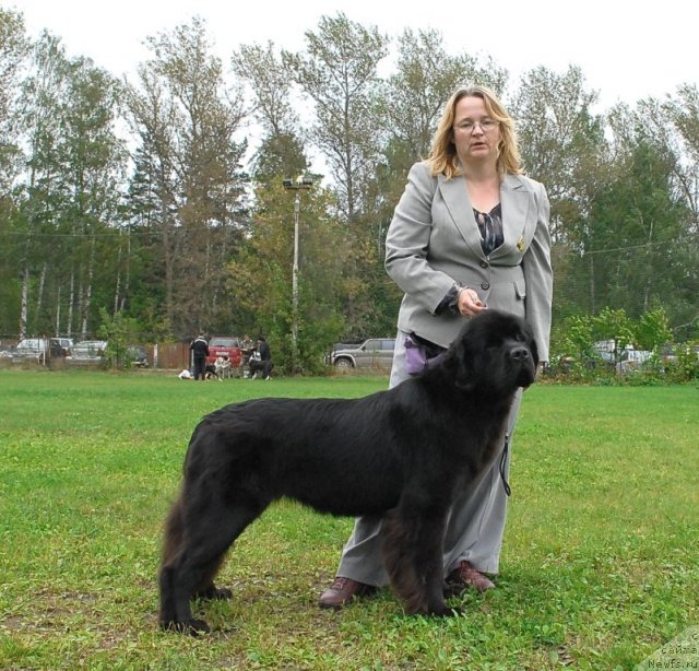 Фото: ньюфаундленд Sent Djons Sabina Mistical (Сент Джонс Сабина Мистикал)