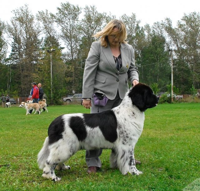 Фото: ньюфаундленд Deshabillez Moi de L'Iliade et L'Odyssee