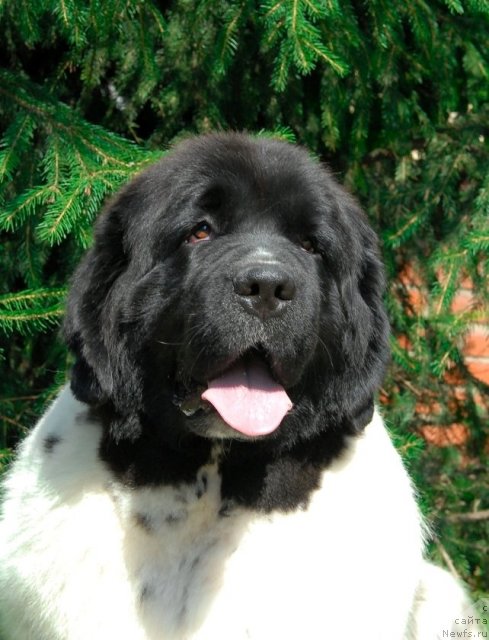 Фотография № 49031