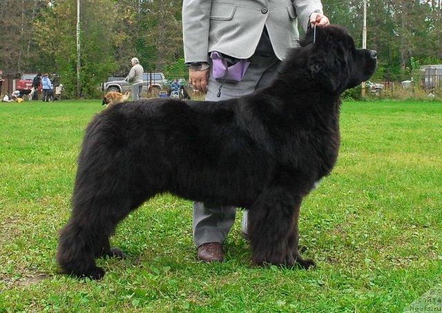 Фото: ньюфаундленд Sent Djons Rose for Me (Сент Джонс Роуз фо Ми)