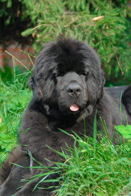 Фото: ньюфаундленд Sent Djons Rose for Me (Сент Джонс Роуз фо Ми)