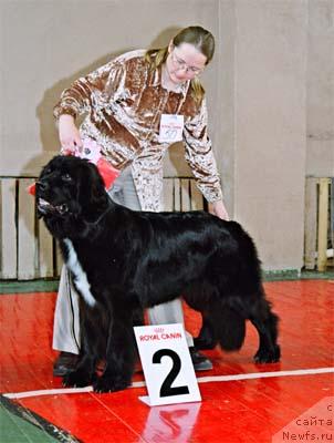 Фото: ньюфаундленд Sent Djons Elays (Сент Джонс Елайс)