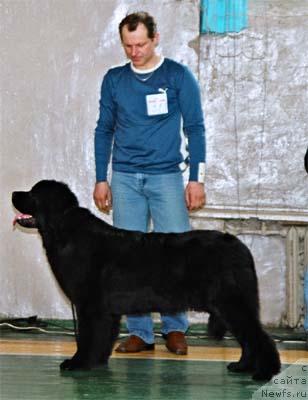 Фото: ньюфаундленд Plushevaya Panda Barhatnaya Roza (Плюшевая Панда Бархатная Роза)