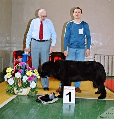 Фото: ньюфаундленд Plushevaya Panda Barhatnaya Roza (Плюшевая Панда Бархатная Роза)
