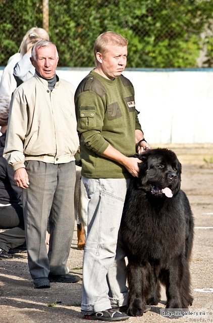 Фото: ньюфаундленд Efrat Pyeyv Blyek (Ефрат Пэйв Блэк)
