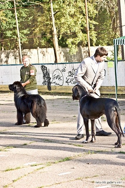 Фото: ньюфаундленд Efrat Pyeyv Blyek (Ефрат Пэйв Блэк)