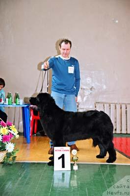 Фото: ньюфаундленд Plushevaya Panda Barhatnaya Roza (Плюшевая Панда Бархатная Роза)