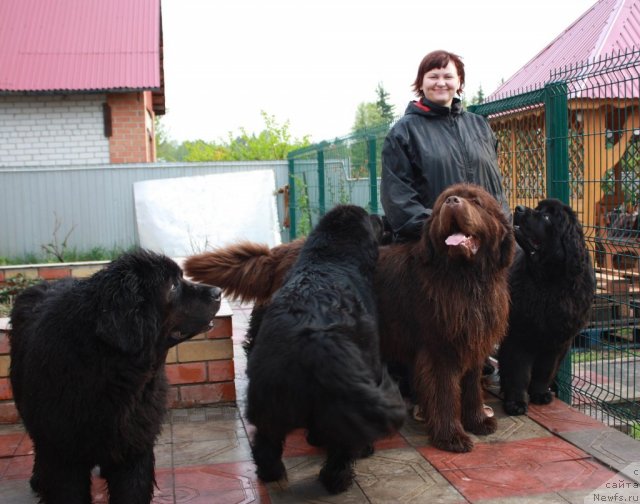 Фото: ньюфаундленд Akvanavt iz Tihogo Omuta (Акванавт из Тихого Омута), ньюфаундленд Aetna vom Riesrand (Aetna vom Riesrand), ньюфаундленд Aquatoriya Kelvin Zvezdnaya Koroleva (Акватория Келвин Звездная Королева), ньюфаундленд Akvatoriya Kelvin Zaskiya (Акватория Келвин Заския), Tat'yana Abutova (Татьяна Абутова)