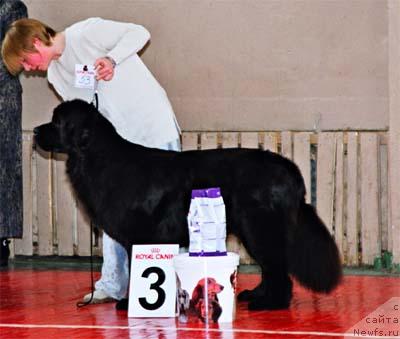 Фото: ньюфаундленд Bjornebandens Push Up Patricia