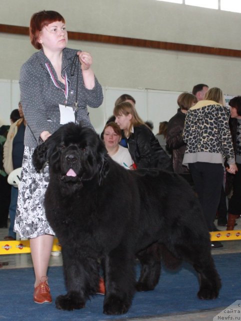 Фото: ньюфаундленд Akvatoriya Kelvin Zaskiya (Акватория Келвин Заския)