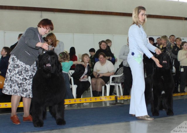 Фото: ньюфаундленд Akvatoriya Kelvin Zaskiya (Акватория Келвин Заския), ньюфаундленд Radmila Vialiki Miadzvedz
