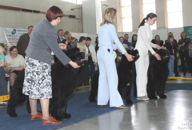 Фото: ньюфаундленд Akvatoriya Kelvin Zaskiya (Акватория Келвин Заския), ньюфаундленд Radmila Vialiki Miadzvedz, ньюфаундленд Francheska From The Newf's Hause (Франческа Фром зе Ньюфс Хаус)