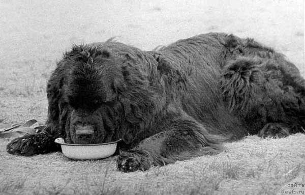 Фото: ньюфаундленд Car' Dodon (Царь Додон)