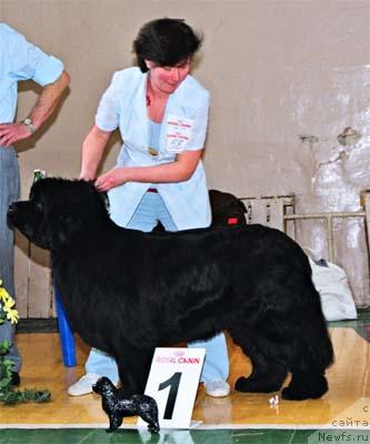 Фото: ньюфаундленд Yunspotid Hay iz Medvejyego Yara (Юнспотид Хай Из Медвежьего Яра)