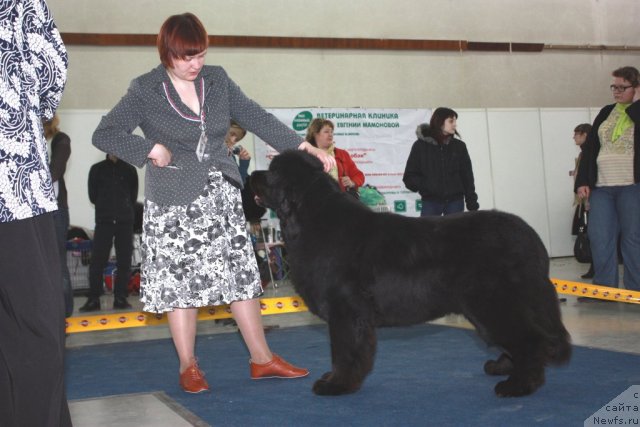 Фото: ньюфаундленд Akvanavt iz Tihogo Omuta (Акванавт из Тихого Омута)