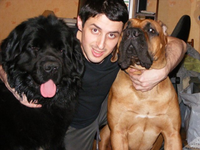 Фото: ньюфаундленд Plyushevaya Panda Mister Iks (Плюшевая Панда Мистер Икс)