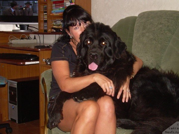 Фото: ньюфаундленд Gertruda CHernaya Jemchujina (Гертруда Черная Жемчужина)