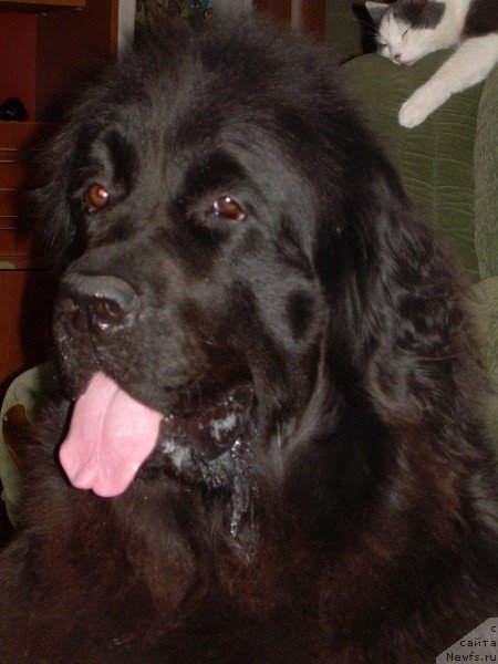 Фото: ньюфаундленд Gertruda CHernaya Jemchujina (Гертруда Черная Жемчужина)