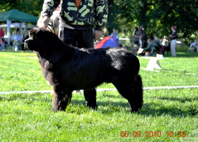 Фото: ньюфаундленд Gimenej Golden Star