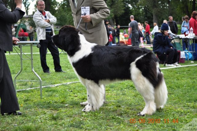 Фото: ньюфаундленд Zidan Clark Zvezdnij Dar