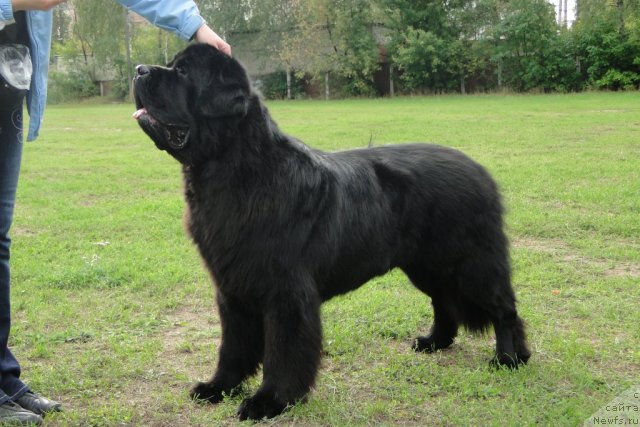 Фото: ньюфаундленд Pchiolkin Dom Veniamin (Пчёлкин Дом Вениамин)