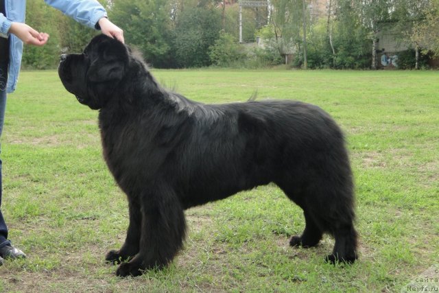 Фото: ньюфаундленд Pchiolkin Dom Veniamin (Пчёлкин Дом Вениамин)