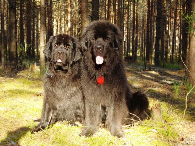 Фото: ньюфаундленд Kapitan N'yufort (Капитан Ньюфорт), ньюфаундленд Amazonka YEmi CHardishik (Амазонка Эми Чардишик)