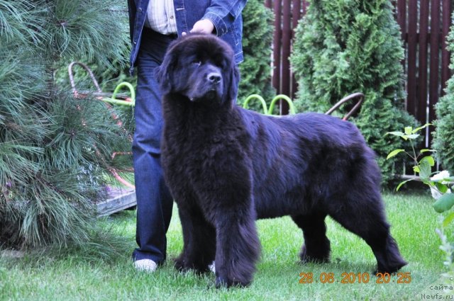 Фото: ньюфаундленд Zvezda Rostova s Berega Dona (Звезда Ростова с Берега Дона)