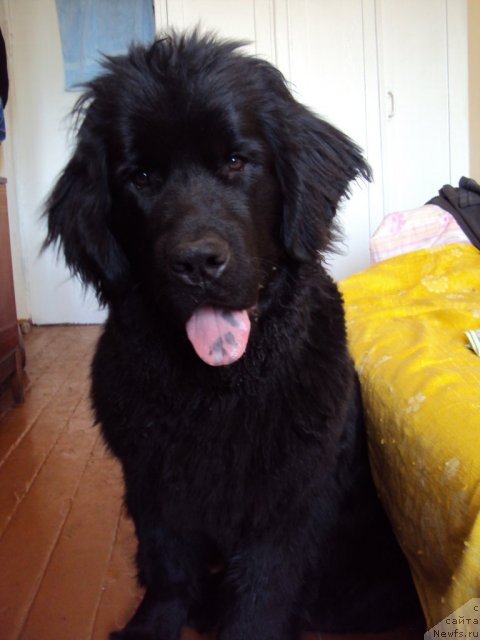 Фото: ньюфаундленд Margo iz Sibirskoy Glubinki (Марго из Сибирской Глубинки)