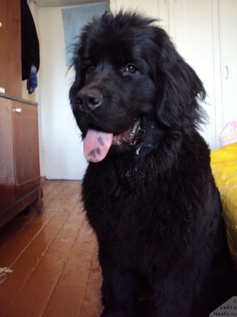 Фото: ньюфаундленд Margo iz Sibirskoy Glubinki (Марго из Сибирской Глубинки)