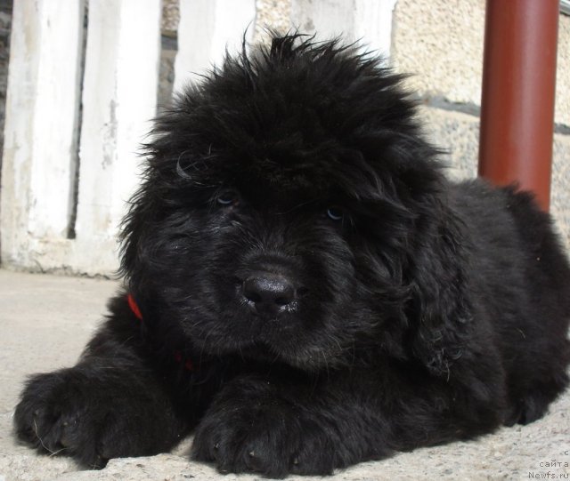 Фото: ньюфаундленд Ih Vyisochestvo Glamur Dodji (Их Высочество Гламур Доджи)