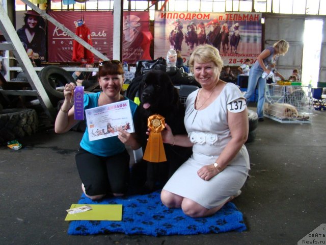 Фото: ньюфаундленд Sent Djons Tender Kiss of Elly (Сент Джонс Тендер Кисс оф Элли)