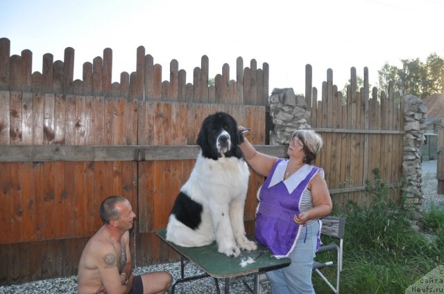 Фото: ньюфаундленд Lord Luxemburg Ayular iz Tihogo Omuta (Лорд Люксембург Аюлар из Тихого Омута), Marina Turapina (Марина Турапина), Игорь Бутов