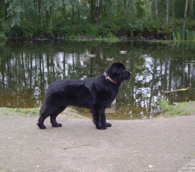 Фото: ньюфаундленд Aquatoriya Kelvin Kadril (Акватория Келвин Кадриль)