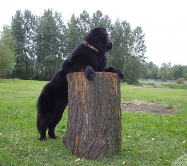 Фото: ньюфаундленд Aquatoriya Kelvin Kadril (Акватория Келвин Кадриль)