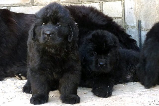 Фото: ньюфаундленд Bekhem Big Boy (Бекхем Биг Бой), ньюфаундленд Beher YUlius Gold (Бехер Юлиус Голд)