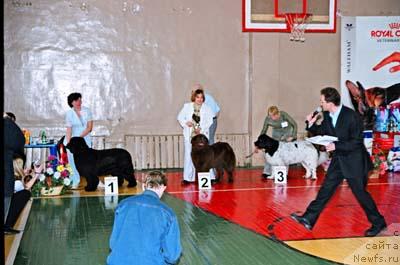 Фото: ньюфаундленд Yunspotid Hay iz Medvejyego Yara (Юнспотид Хай Из Медвежьего Яра), ньюфаундленд YUtta s Berega Dona (Ютта с Берега Дона), ньюфаундленд Daanich Freylin Frosya (Даанич Фрейлин Фрося)