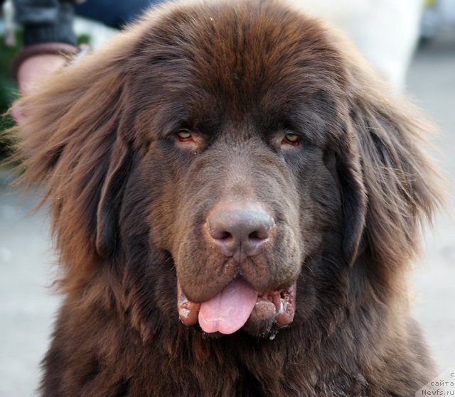 Фото: ньюфаундленд CHernyiy SHarm Amber Best Dog FO Marleon (Черный Шарм Амбер Бест Дог ФО Марлеон)