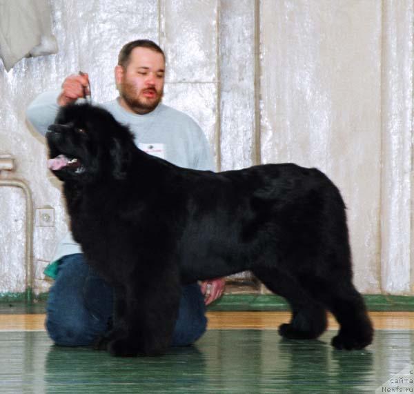 Фото: ньюфаундленд Dodger ot Sibirskogo Medvedja (Доджер от Сибирского Медведя)