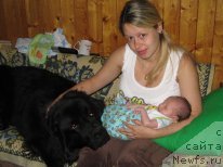 Фото: ньюфаундленд Istochnik Vdohnoveniya dlya N'yufort (Источник Вдохновения для Ньюфорт)