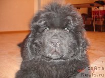 Фото: ньюфаундленд Zvezdnaya Zetta (Звездная Зетта)