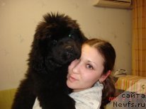 Фото: ньюфаундленд Zvezdnaya Zetta (Звездная Зетта)