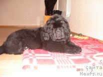 Фото: ньюфаундленд Zvezdnaya Zetta (Звездная Зетта)