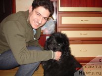 Фото: ньюфаундленд Zvezdnaya Zetta (Звездная Зетта)