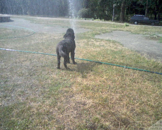 Фото: ньюфаундленд Leslley-Sia Flover (Лесли-Сиа Фловер)