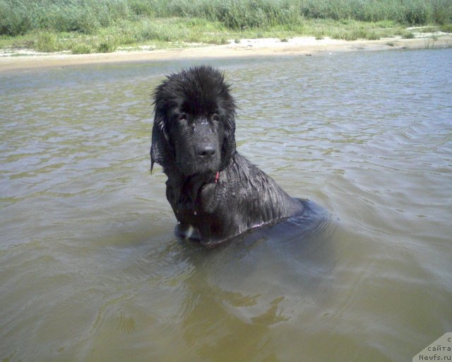 Фото: ньюфаундленд Leslley-Sia Flover (Лесли-Сиа Фловер)