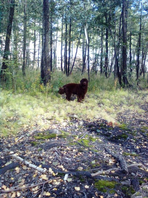 Фото: ньюфаундленд CHernyiy SHarm Abrikosovaya Karamel' (Черный Шарм Абрикосовая Карамель)
